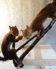 2 Écureuils naturalisé taxidermie cabinet de curiosités.Red squirrel taxidermy