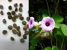 25 - 50 - 100 Samen Seeds Argyreia nervosa - Hawaiianische Holzrose HBWR