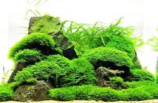 Moss on Mesh - Live Aquatic Aquarium Plants EASY and BEST VARIETY