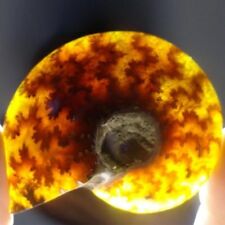 100% Naturel Nautile Ammonite Fossile Spécimen coquille Madagascar 25-30mm