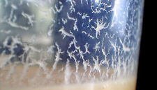 Souche de BANANA WORMS / nourriture alevins scalaires discus ramirezi betta ...