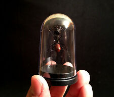  Globefourmis geante Camponotus gigas Entomologie Cabinet de curiosités Insecte 