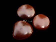  1 Graine  'Entada Rheedii' African Dream , Rare seed ,samen