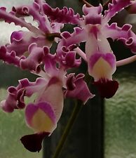 Schomburkia ´Mystic Ladys Dream´ Hybride Duft Cattleya NEW Orchidee Orchideen