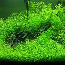 Kuba Perlkraut, Hemianthus callitrichoides.Für Süswasser u.Feuchtterrarien .