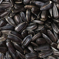 60Kg (4x 15Kg) Black Sunflower Seeds Wild Bird Food Deal **NOT 20KG 25KG 30KG**