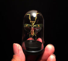 Cabinet de curiosités Entomologie Globe avec Mante Creobroter gemmatus!