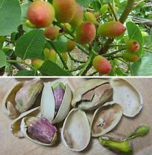  5+ Graines de Pistachier , Pistachio – Pistacia vera tree seeds Samen