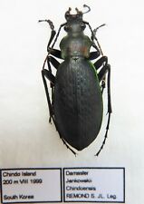 Carabus coptolabrus jankowskii chindoensis (male A1) from SOUTH KOREA