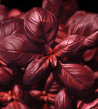 🌿 100 Samen rotes Basilikum Freddy Ocimum basilicum