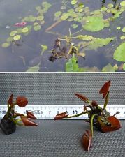 Bonsai Seerose rosa Schwimmpflanzen Pflanzen für den Gartenteich Teichpflanzen