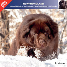 CALENDRIER 2019 TERRE NEUVE  - AFFIXE