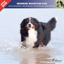 CALENDRIER 2019 BOUVIER BERNOIS  - AFFIXE
