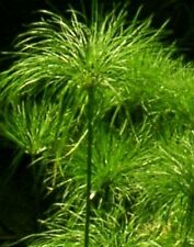 40 Samen ECHTER Cyperus PAPYRUS, Ägypt. Papierpflanze, dekorative Zimmerpflanze