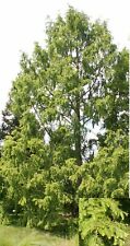 100 Samen Urweltmammutbaum (Metasequoia glyptostroboides), Mammutbaum, urtümlich