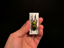 Lamprima adolphinae A1 d'Indonesie!! Entomologie Insecte Superbe Lucanidae