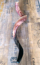 1 org. Shofar, Kudu-Horn, Musikinstrument, geschliffen und poliert, ca. 80 cm