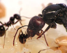 Live Queen ant Messor barbarus Harvestor Red head (starter kit)