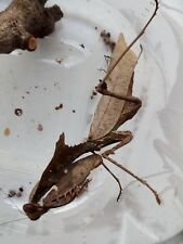 Praying mantis, Dead Leaf Mantis (Deroplatys dessicata) nymphs L2/3; live insect