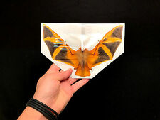  Kerivoula Picta Chauve souris jaune Bat Taxidermie Cabinet de curiosité !!