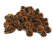 Pz20/25 Gr 500 Pigne Decorative Silvestri Naturali Addobbi Natale Vetrine Shabby