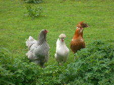  Aus Tierheilpraxis;Kräuter- Wurmkur für Hühner, Enten usw (bewährte Mischung)