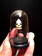 Cabinet de curiosités Globe Insecte Punaise téte de mort d'Indonesie!! WOW!!