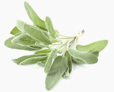 25 Samen Weißer Salbei, Indianischer Räuchersalbei (Salvia apiana), White sage