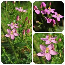 Tausendgüldenkraut sehr alte Heilpflanze mit rosa Blüten Hildegard von Bingen 