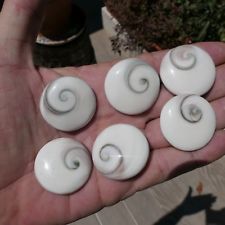N889 1 Joli OEIL SAINTE LUCIE de ce lot shiva eye coquillage porte bonheur shell