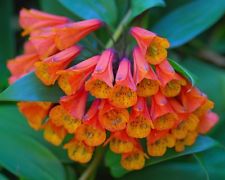 Selten - 5 Samen Kletternde Alstroemeria -Bomarea multiflora (caldasii) seeds