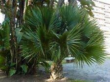 10x Palmen Samen Sabal bermudana (Bermuda-Palmetto) Winterhart -10°C 