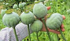  500 Graines de Pavot , Giant Papaver Somniferum , Mammoth Poppy seeds