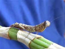 Praying mantis, Panther Mantis (Tarachodula pantherina) nymphs L2; live insect