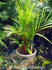 Cyrtostachys renda, Rotstielpalme, Siegellackpalme, Lipstick Palm, 10 Samen