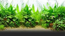 250 graines mix plantes pour aquarium décor