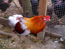 10 grüne Eier von Grünleger Hühner / Araucana keine Bruteier / Araucaner
