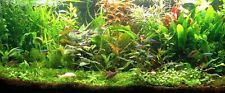PROMO Lot de 50 plantes aquarium 8 varietes a racines et tiges +15 gratuites en+