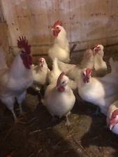 10 Bruteier Reinrassigen American White-Rocks hatching eggs
