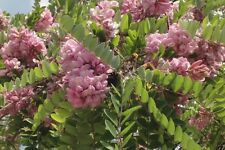 10 Samen Rosenakazie Robinie robinia pseudoacacia frosthart
