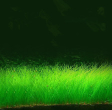 ca 1000  Grassamen .Geeignet Süswasser Aquarium u.Feuchtterrarien .Nr.10