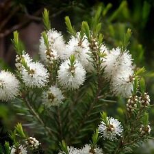 Huile Essentielle TEA TREE 10ml Arbre a the pure naturelle