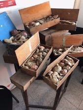 grande collection coquillages & fossiles XIXe siècle 