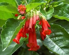 Selten - 10 Samen Roter Veilchenstrauch - Iochroma fuchsioides seeds