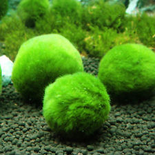 Plantes vivantes 3-5cm Vert Marimo Moss Ball Aquarium Décor Aquatique