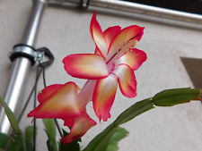 Schlumbergera Hybride " Samba Brazil "