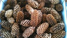 50 Spruce Pine Cones 6-9 cm Craft, Wedding, Wreaths, Art & Craft, Potpourri