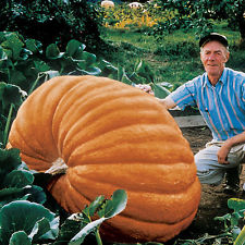 VEGETABLE  PUMPKIN DILLS ATLANTIC GIANT  22 FINEST SEEDS