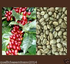 20 Semi di caffe  (Coffea Arabica) SEMI FRESCHI DECORTICATI pianta del caffè