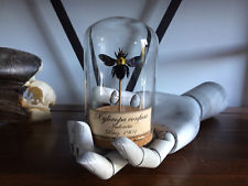 Cabinet de curiosités Oddities Globe insecte abeille Xylocopa confusa